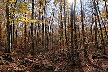 An Indian summer day in Fageda d'en Jorda, a beech forest located in Garrotxa county, Catalonia. La Fageda d'en Jorda un dia d'estiuet de Sant Marti.JPG