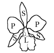 Arrangement of the parts of an orchid flower: petals (P), sepals (S), labellum (L) Labelle orchidee.png