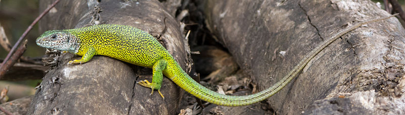 File:Lacerta viridis - female 01.JPG