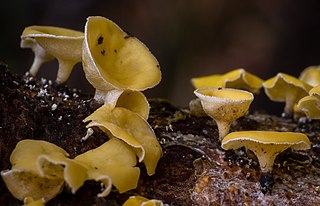 <i>Lachnellula</i> Genus of fungi