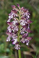 <center>Orchis purpurea</center>