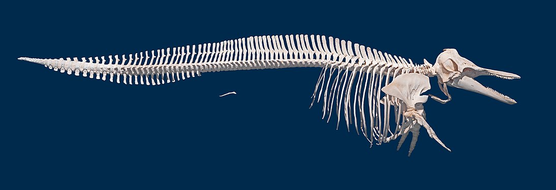 Lagenorhynchus albirostris Skeleton