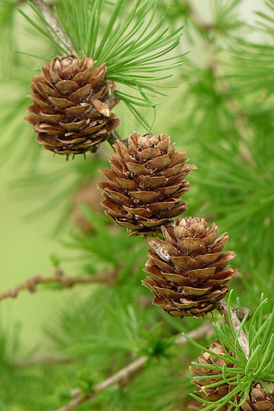 File:Larix decidua - cones - Kroton 001.jpg