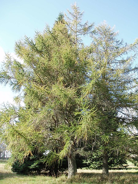 File:Larix decidua Mill. (AM AK296312-4).jpg