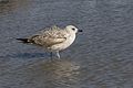 * Nomination 1st winter Yellow-legged Gull (Larus michahellis). Eskibaraj Dam Lake, Adana - Turkey. --Zcebeci 09:26, 21 December 2016 (UTC) * Promotion Good quality. -- Johann Jaritz 12:47, 21 December 2016 (UTC)