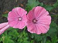 * Nomination [edit] Annual mallow, Lavatera trimestris L. (mislabeled as Hibiscus syriacus), plant cultivated in Wrocław University Botanical Garden, Wrocław, Poland.I, the copyright holder of this work, hereby publish it under the following license:. By User:Nova --1989 21:46, 1 February 2019 (UTC) * Promotion Good quality. --Seven Pandas 23:04, 1 February 2019 (UTC)