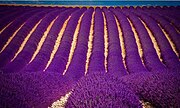 Taman lavender, India