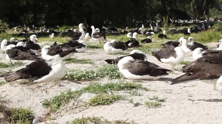 ไฟล์:Laysan Albatross Mating Dance 2016.webm