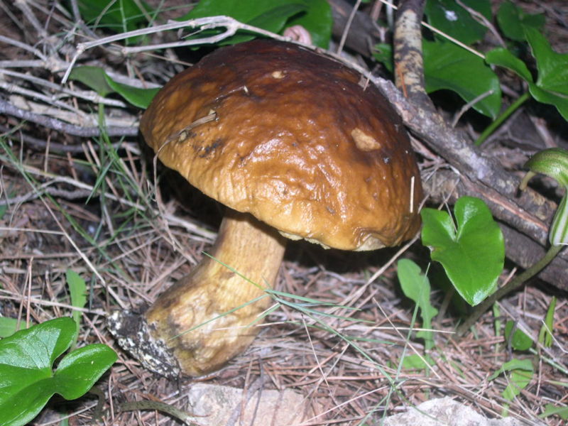 File:Leccinum lepidum.jpg