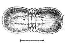 Illustration of a fossil of the Cambrian trilobite Lejopyge laevigata Lejopyge laevigata.jpg