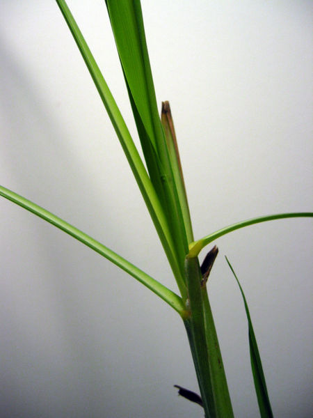 File:Lemongrass.JPG