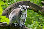 Lemur (23647818898).jpg