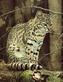 Paka wa Geoffroy Leopardus geoffroyi