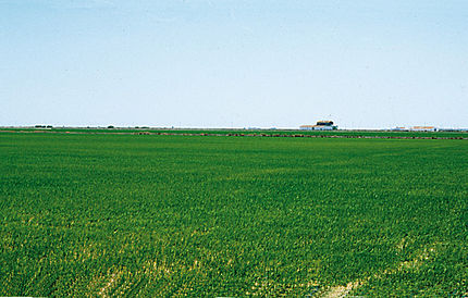 Isla Mayor(comarca Las Marismas - Sevilla), 15 de juny de 2000