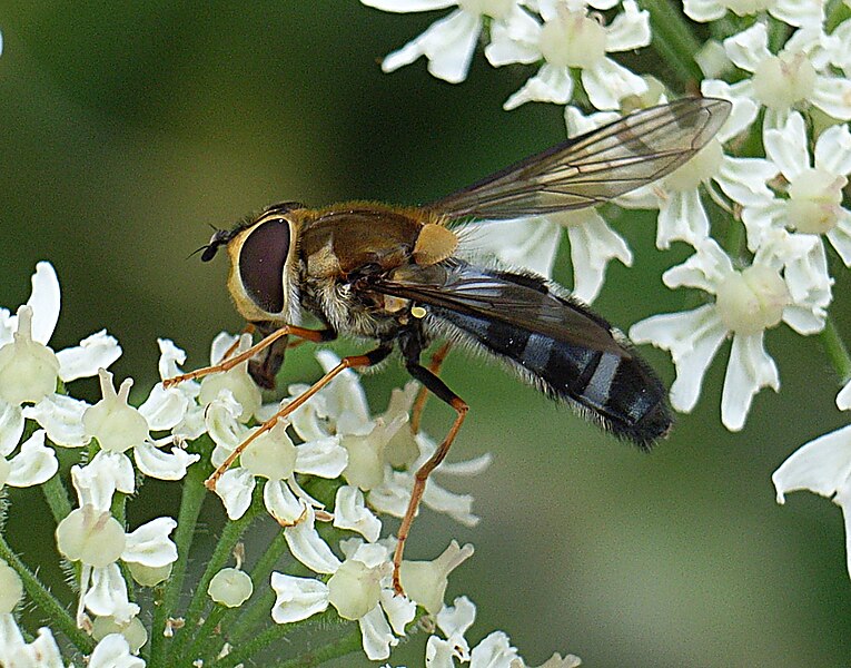 File:Leucozona glaucia bl1.JPG