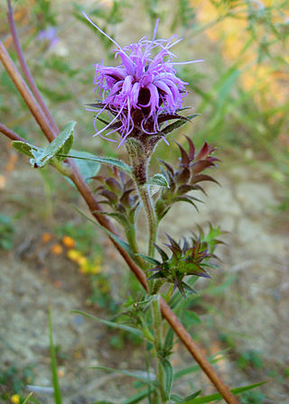 <i>Liatris squarrosa</i> Species of flowering plant