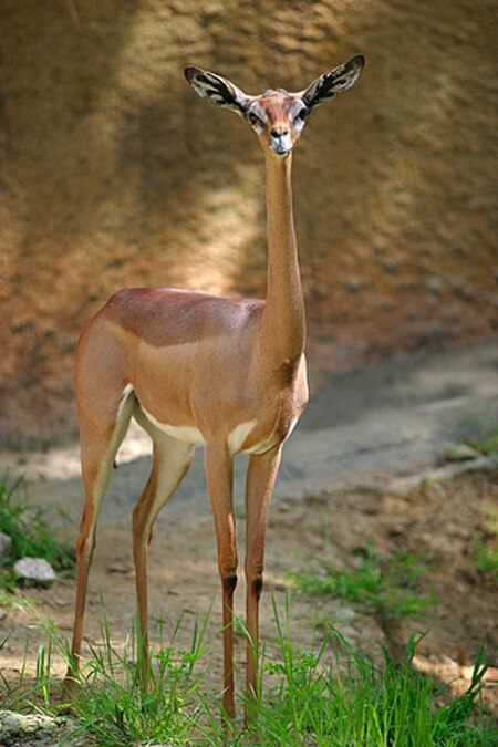 Linh_dương_Gerenuk