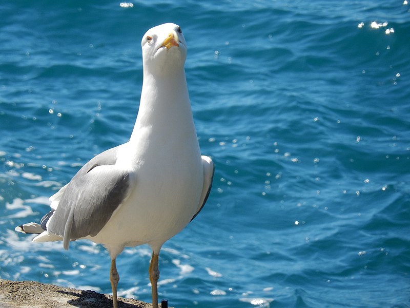 File:Liguria - Manarola Aprile Kframe 2015 (2).jpg