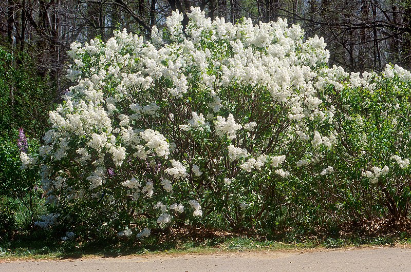 File:Lilac cultivar.jpg