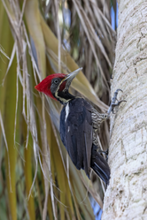 A Lineated Woodpecker foraging for insects on a Palm Tree in Akumal, MX.