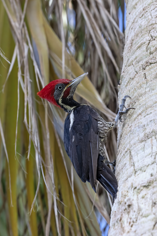 <span class="mw-page-title-main">Lineated woodpecker</span> Species of bird