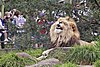 Lion - melbourne zoo.jpg