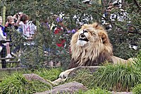 Lion - melbourne zoo.jpg