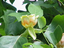 Gelsvažiedis tulpmedis (Liriodendron tulipifera)