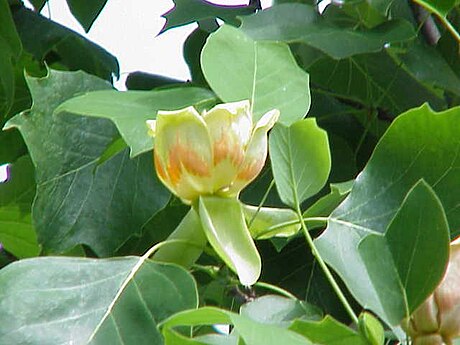 Magnoliales