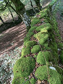 Lobera de Gibijo