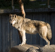 Lobo en el Zoo de Madrid 01 cropped.jpg