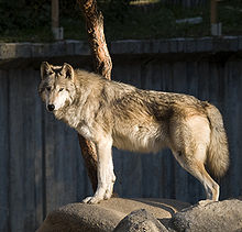 Loup du Canada (Canis lupus occidentalis).