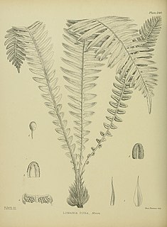 <i>Austroblechnum durum</i> species of plant