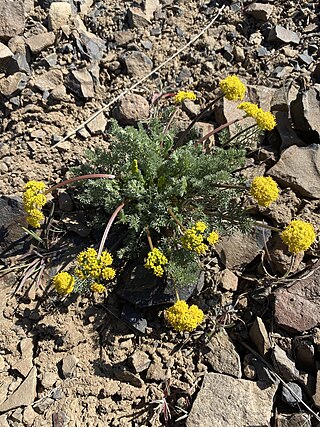 <i>Lomatium quintuplex</i>