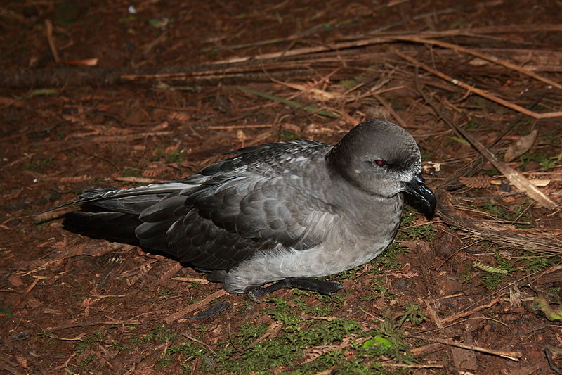 File:LordHoweIsland MtGower 309.JPG