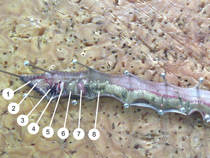 File:Lumbricus terrestris anatomy + description.jpg