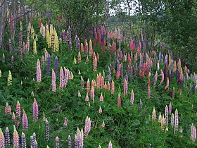 Soil of lupinus, Telemark, Norway