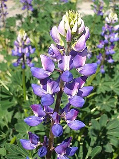 <i>Lupinus succulentus</i> species of plant