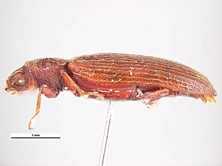 <i>Lyctus cavicollis</i> Species of beetle