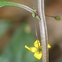 茎は角ばり陵がある