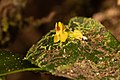 Lepanthes anatina