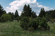 Deutsch: Wacholderbüsche im Naturschutzgebiet Wacholderheide Westernohe, Landschaftsschutzgebiet Krombachtalsperre