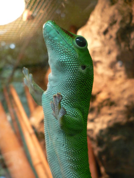 File:Madagascar Gecko, Phelsuma madagascariensis grandis Pengo.jpg