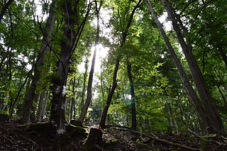 Münstereifel Forest forest in Germany