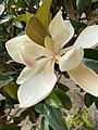 Magnolia.