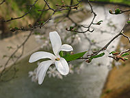 1 PLANT of MAGNOLIA KOBUS mokryeon, kobus magnolia or kobushi magnolia