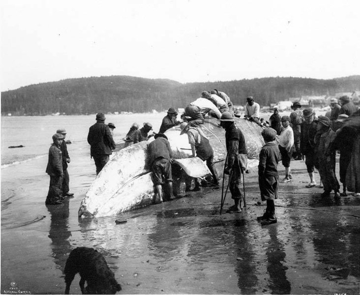 File:Makah Indians cutting up a whale on the beach, Neah Bay (CURTIS 964).jpeg