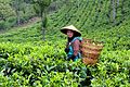 Malabar Tea Estate harvest