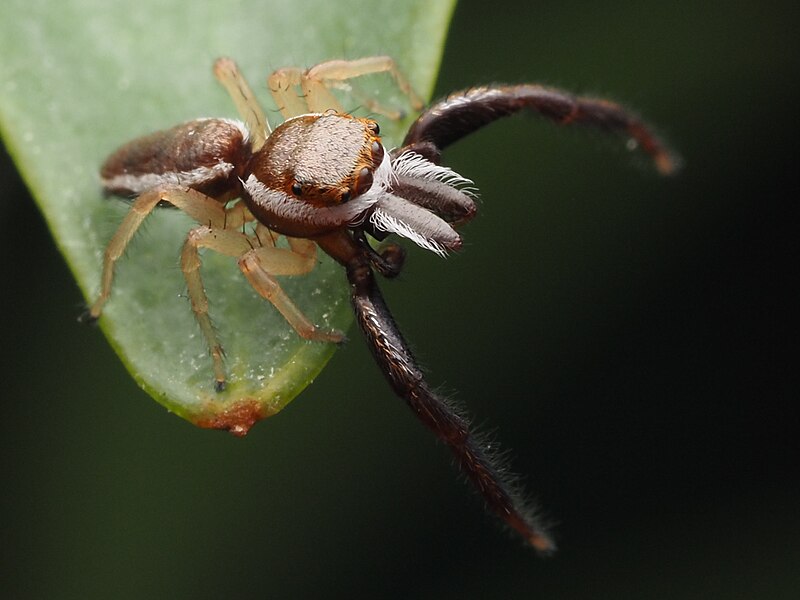 File:Male Hentzia palmarum - 52893165500.jpg