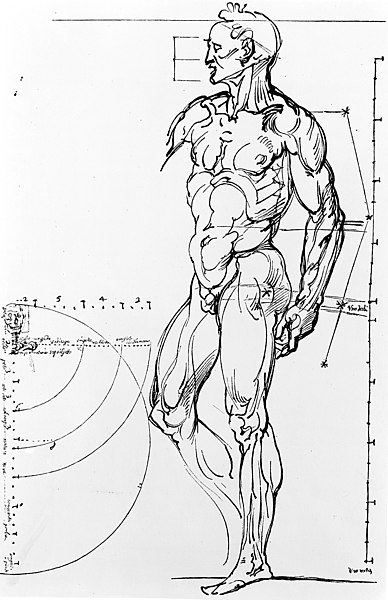 File:Male figure showing proportions. Wellcome M0000414.jpg